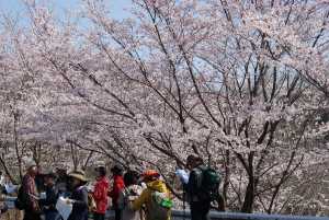 ​自然観察会　年4回の画像