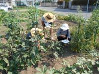 野菜栽培講習会