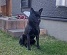黒い犬の写真