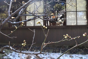 庭園北側の梅の蕾