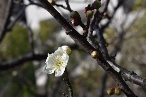 庭園北側の梅の花