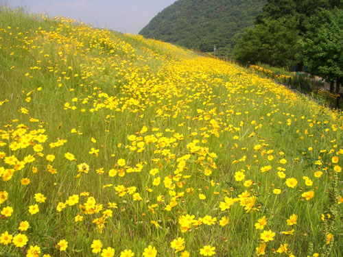 オオキンケイギクの画像