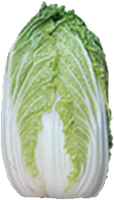 国府白菜の写真