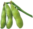 枝豆の写真