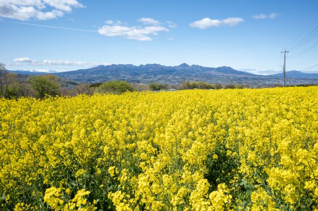 ［写真：菜の花が咲く鼻高展望花の丘］