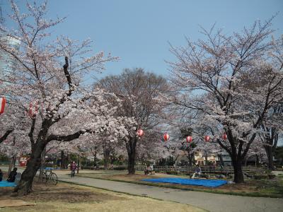 城址公園桜ライトアップ