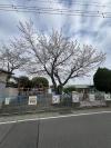 4月8日桜