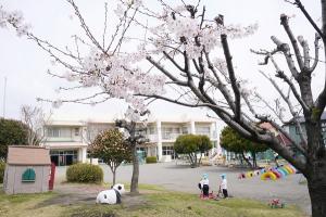 園庭の桜