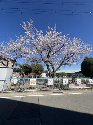 満開の桜