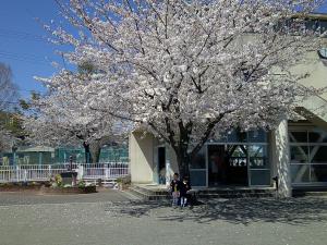 桜の下