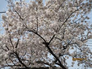 満開の桜