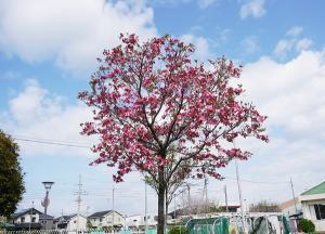 華