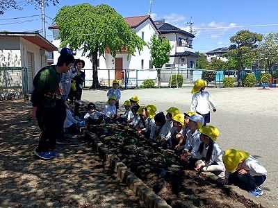 野菜の苗植え