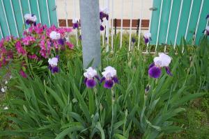 花1