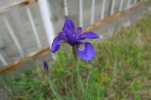花3