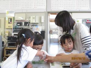 アゲハチョウの羽化2