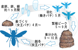スズメバチの1年間の図
