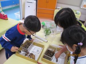アゲハチョウの幼虫