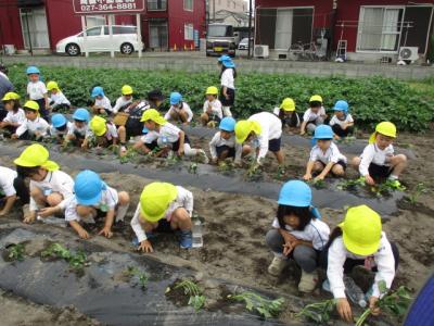 さつまいもの苗植え