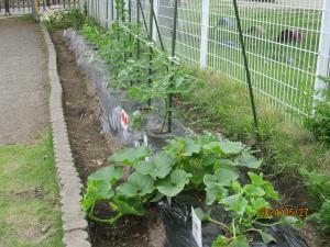 野菜の生長1