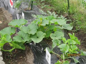 野菜の生長2