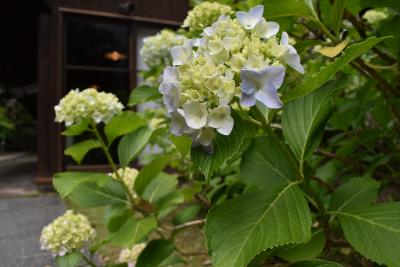 紫陽花