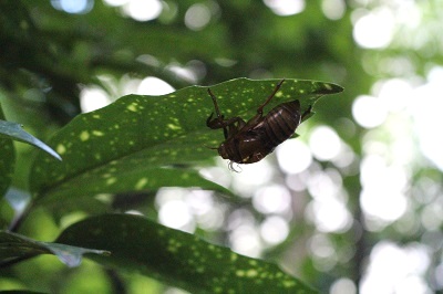 セミの抜け殻