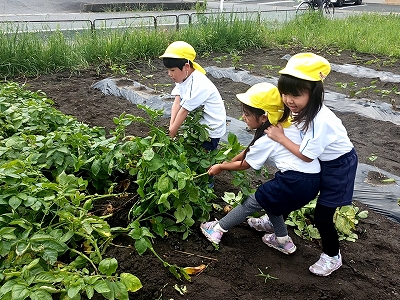 じゃがいも掘り