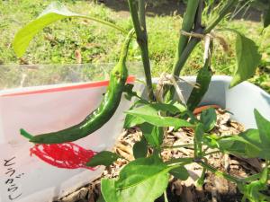 野菜2
