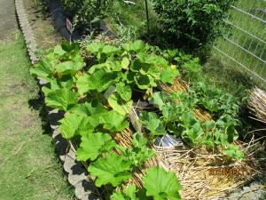 野菜の生長2