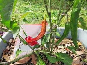 野菜3
