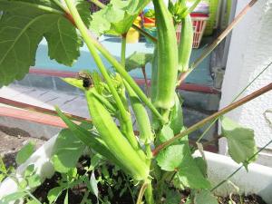 野菜5