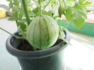 野菜6