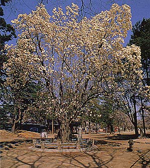 ハクモクレン（高崎公園）の画像
