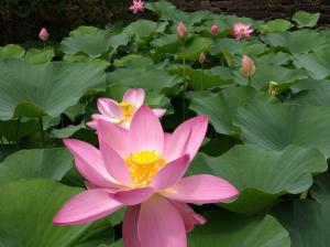 見ごろを迎えた大賀蓮の花の写真