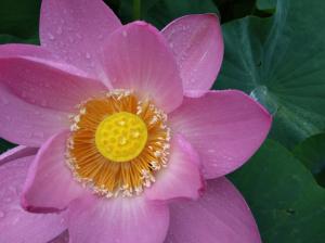 雨に濡れた大賀蓮の花の写真