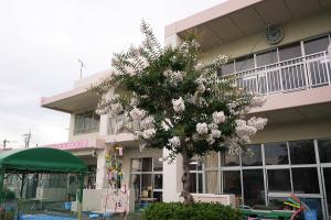 さる1
