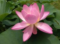 徐々に花びらを閉じつつある開花1日目の大賀蓮の昼の写真