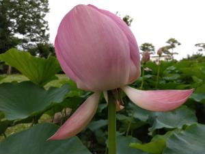 花びらが閉じた開花1日目の大賀蓮の夕方の写真