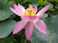 開花2日目の大賀蓮の朝の写真