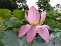 花びらを半分閉じた開花2日目の大賀蓮の夕方の写真