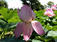 花びらが垂れ下がった開花3日目の大賀蓮の昼の写真