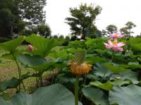 花びらが散った開花4日目の朝の大賀蓮
