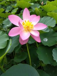 令和6年6月28日の開花した大賀蓮の写真