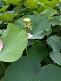 令和6年6月30日の花びらが散った大賀蓮の写真