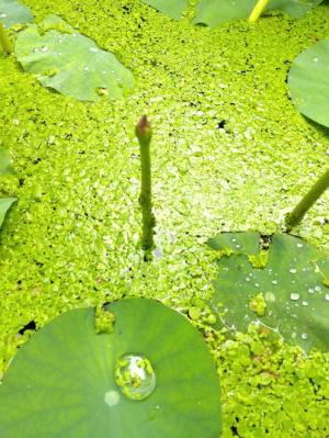 水面から顔を出した大賀蓮の小さなつぼみの写真
