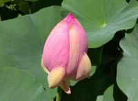 開花直前の大賀蓮のつぼみの写真