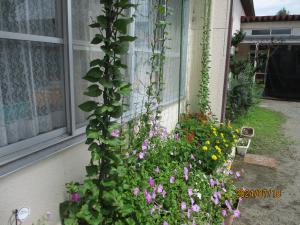 夏の花々2