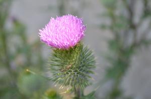 アメリカオニアザミの花