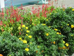 夏の草花②